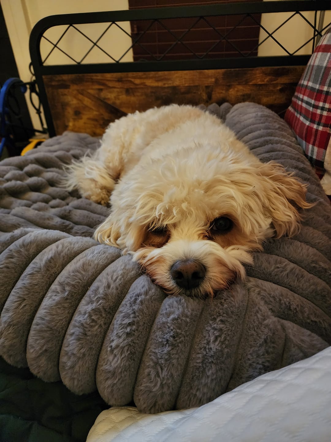 Customer photo review of Luxury Couch Cover Dog Beds