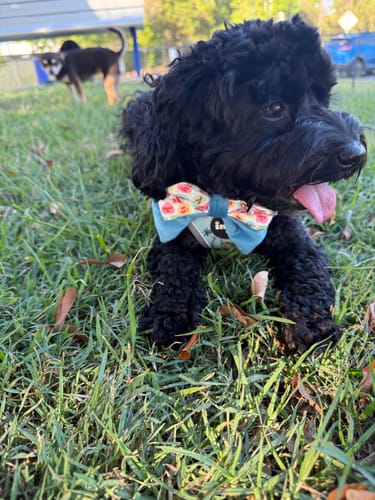 Customer photo review of SAILOR BOW TIES - SWEET TALKER