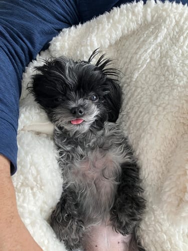 Customer photo review of Stella & Chewy's - Meal Mixers pour chien