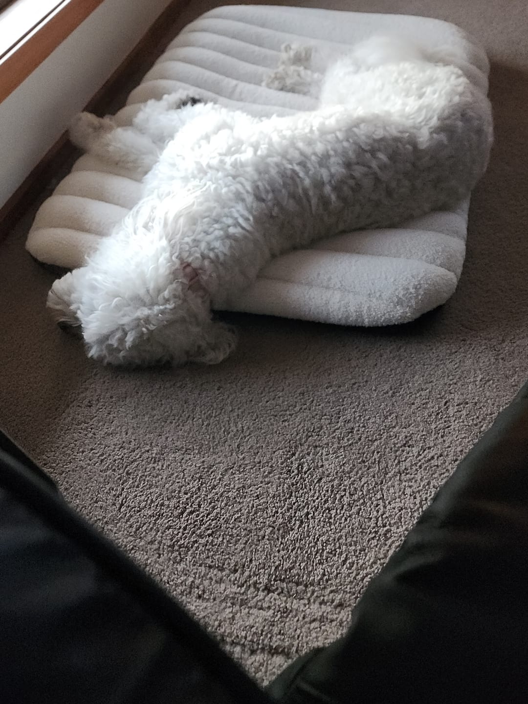Customer photo review of Orthopedic Dog Bed – Egg Foam, Waterproof & Washable
