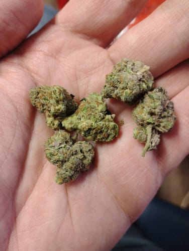 Customer photo review of Cheap Indoor THCA Flower Ounce