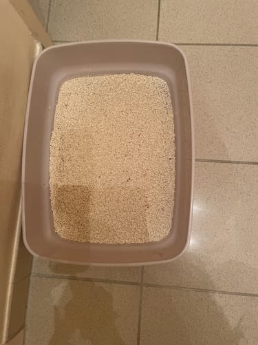 Ein Kunde zeigt das Erbsenfaser-Katzenstreu in einer offenen, hellbraunen Katzentoilette.