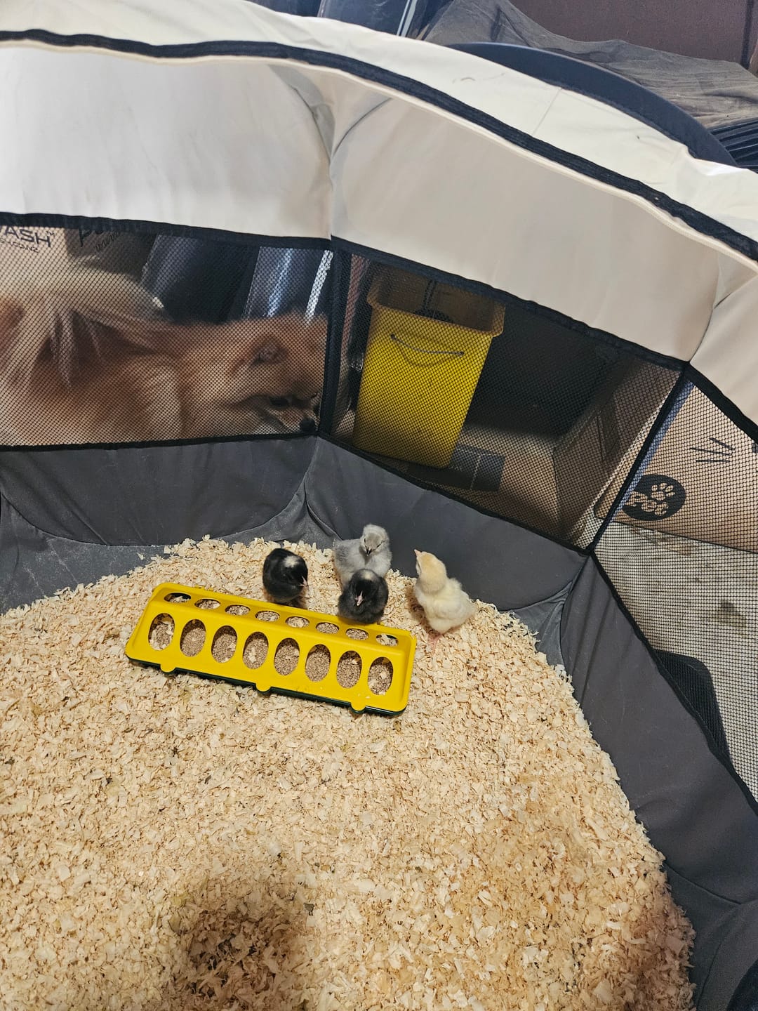 Customer photo review of Chick Brooder Pop Up Large 10-15 chicks