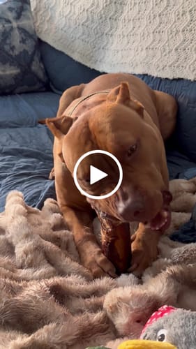 Customer video review of Smoked Beef Marrow Bone