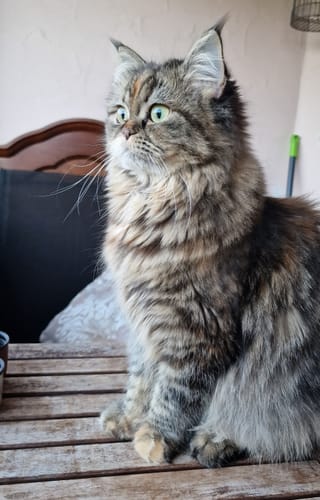 Kundenfoto einer flauschigen Langhaar-Tabby-Katze, die auf einer Holzbank sitzt.