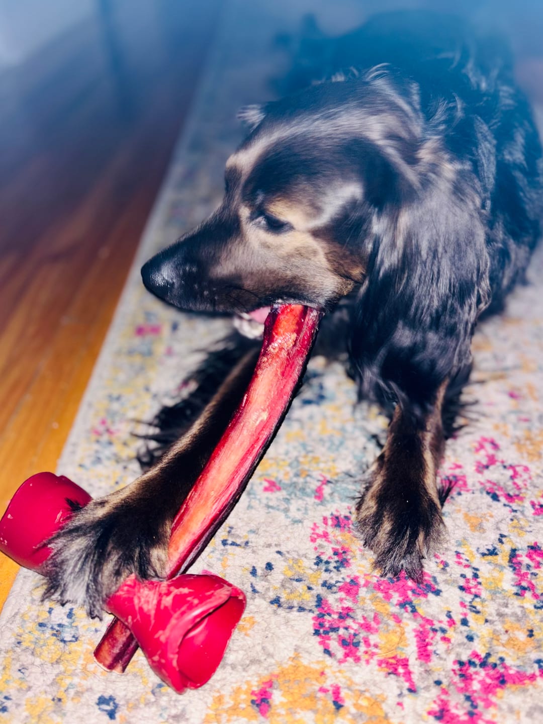 Customer photo review of 12 Inch Mega Monster Bully Stick (LIMITED)