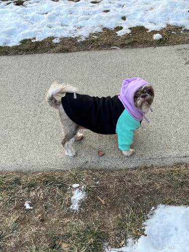Customer's dog from the side wearing the Cyber Punk Dog Hoodie with its colorful hood up on a sidewalk.