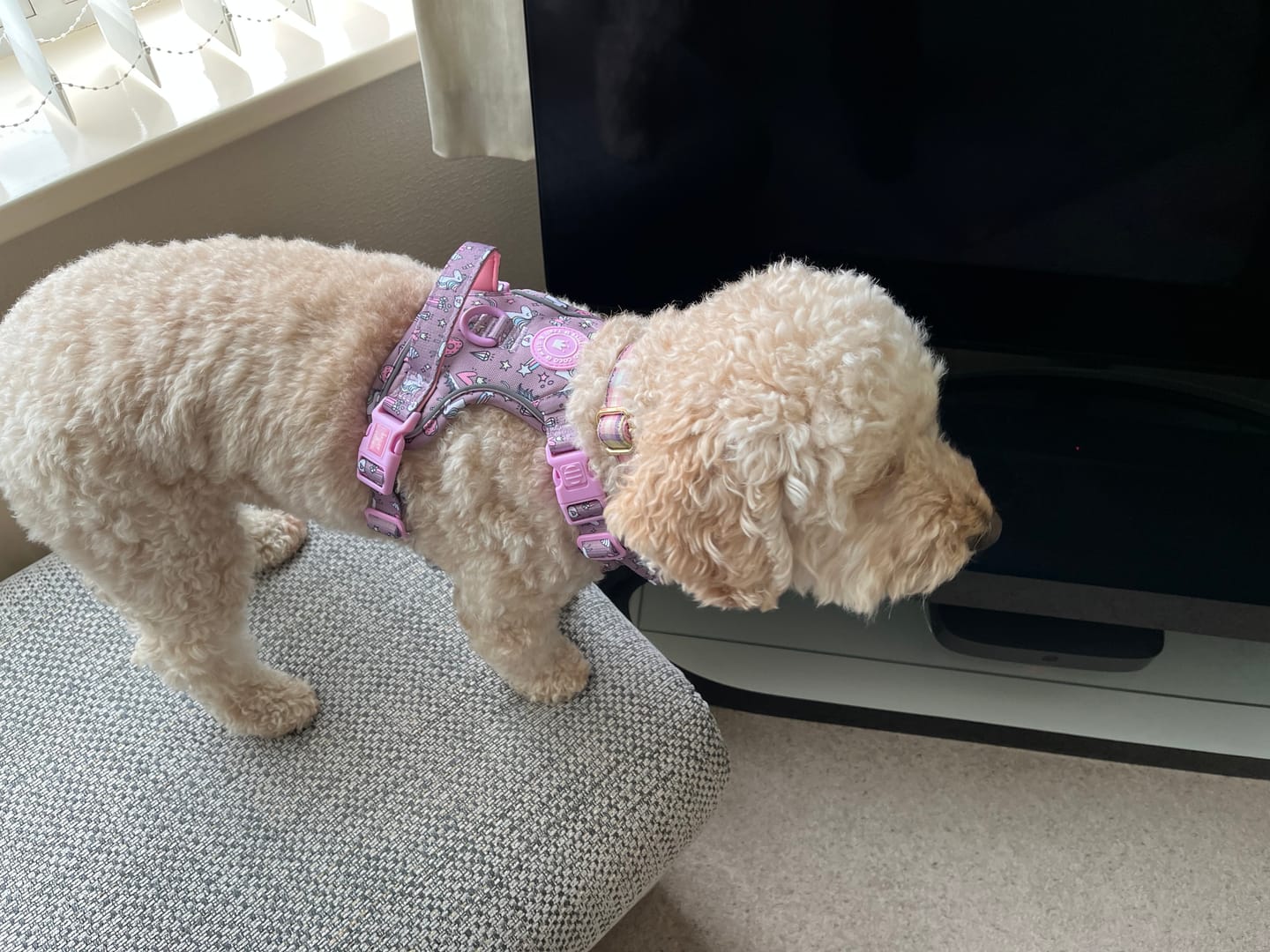 Customer photo review of Unicorn Dog Harness – Be Unique Reflective No-Pull
