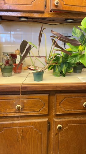 Customer's Philodendron atabapoense on a kitchen counter, showing its long dark leaves and a long aerial root.