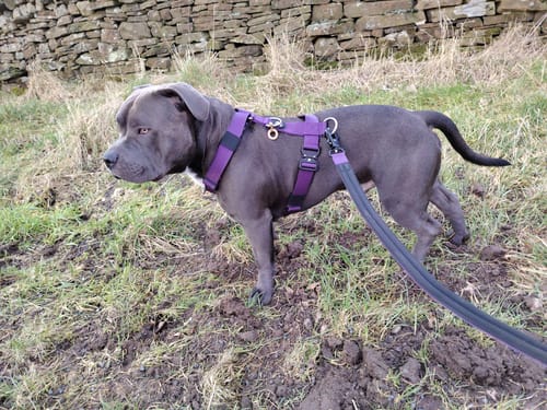 Customer photo review of Bullyion Trinity® Dog Harness Anti Pull Military Grade Tactical Training Adjustable