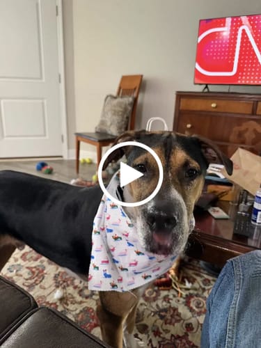 Customer video review of Purple Punch Pre-Roll 1 Gram