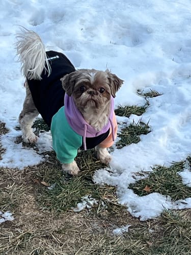 Customer's small dog wearing the colorful Cyber Punk Dog Hoodie while standing in the snow.
