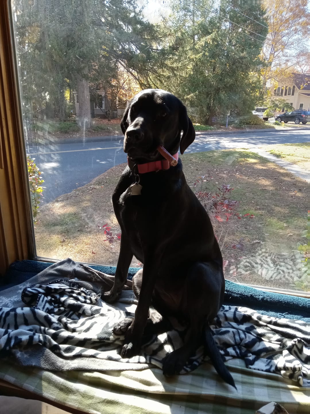 Customer photo review of 6 Inch Standard 31 Pack - Bully Sticks
