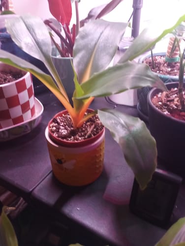 Customer's plant with vibrant orange stems that arrived safely using Winter Protection Insurance.