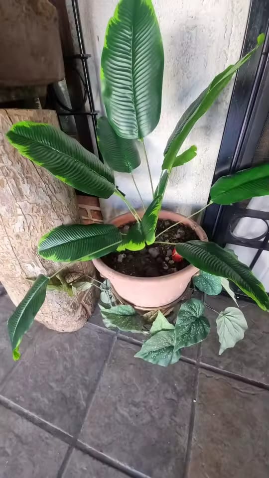 Customer photo review of Große Kunstpalme – Real Touch Bananenbaum