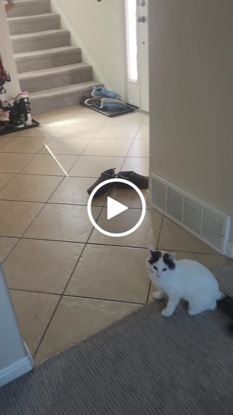 Customer video review of Replacement Catnip Birds (Interactive Catnip Bird Toy)
