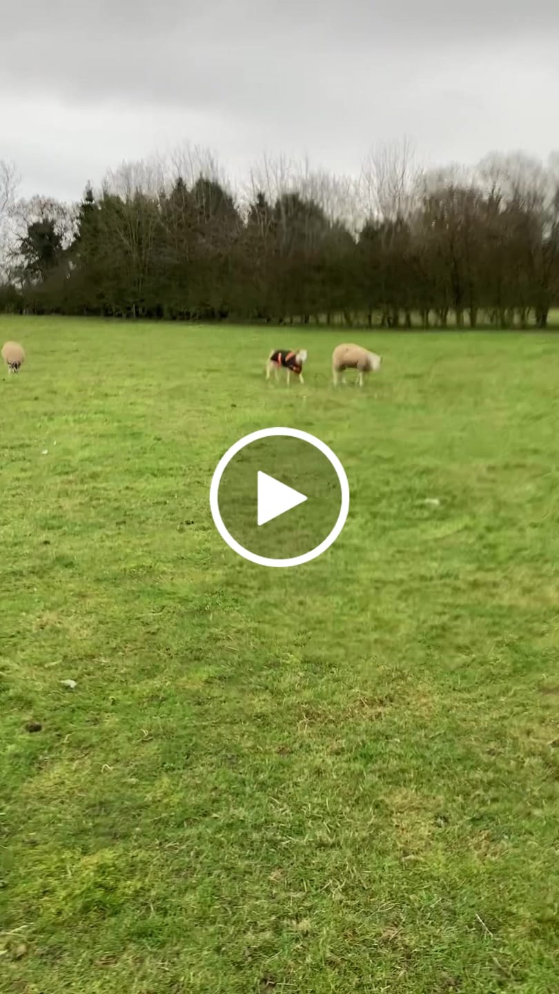 Customer video review of Sheep Coat | Waterproof