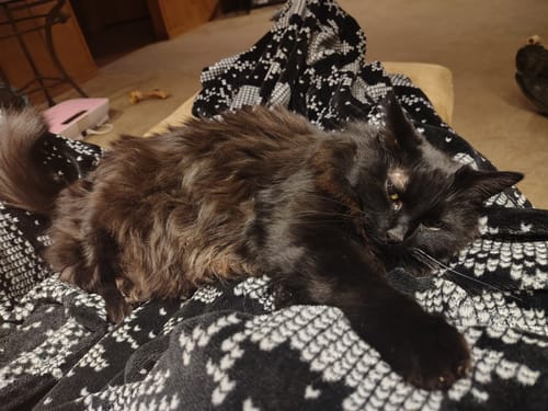 Customer photo review of 2x Blisso Advanced Cat Probiotic | Cat Probiotic for Diarrhea & Kidney Support