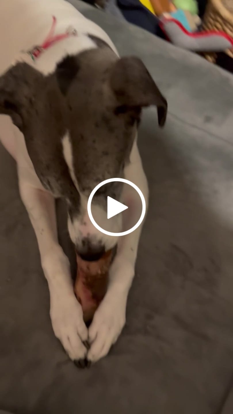 Customer video review of Large Dog Black Friday Bundle II (4x 5oz Jerky Bags + 4x LARGE Smoked Marrow Bones)