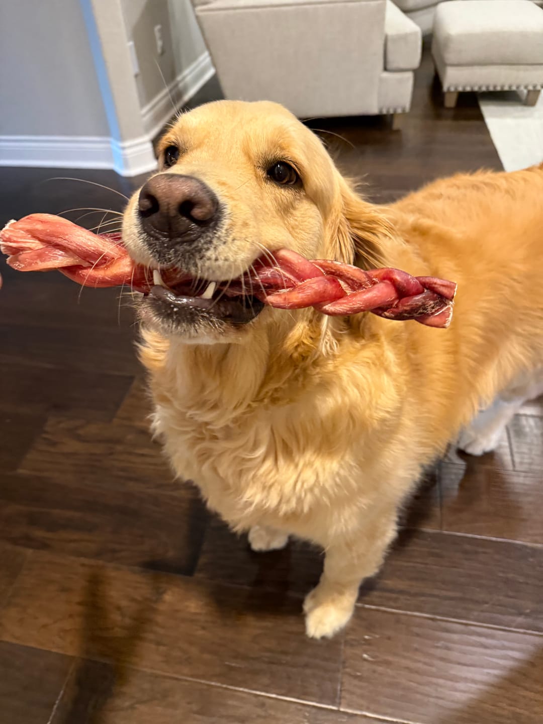 Customer photo review of 12 Inch Jumbo Braided Bully Stick