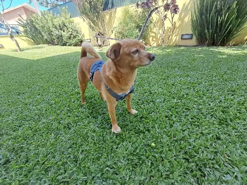 Customer photo review of Harness and Leash Set for Small Dog and Cat