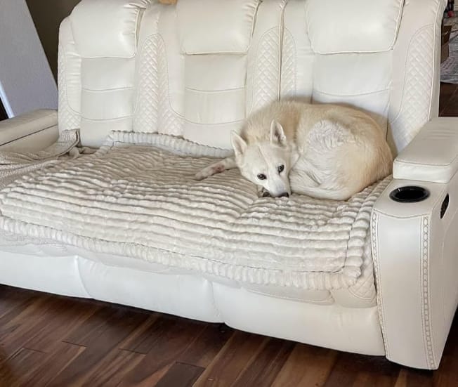 Customer photo review of LuxeLounge™ Couch Cover - Premium Protection Dogs Love