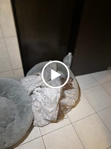 Customer video review of Cama Antiestrés para Perros