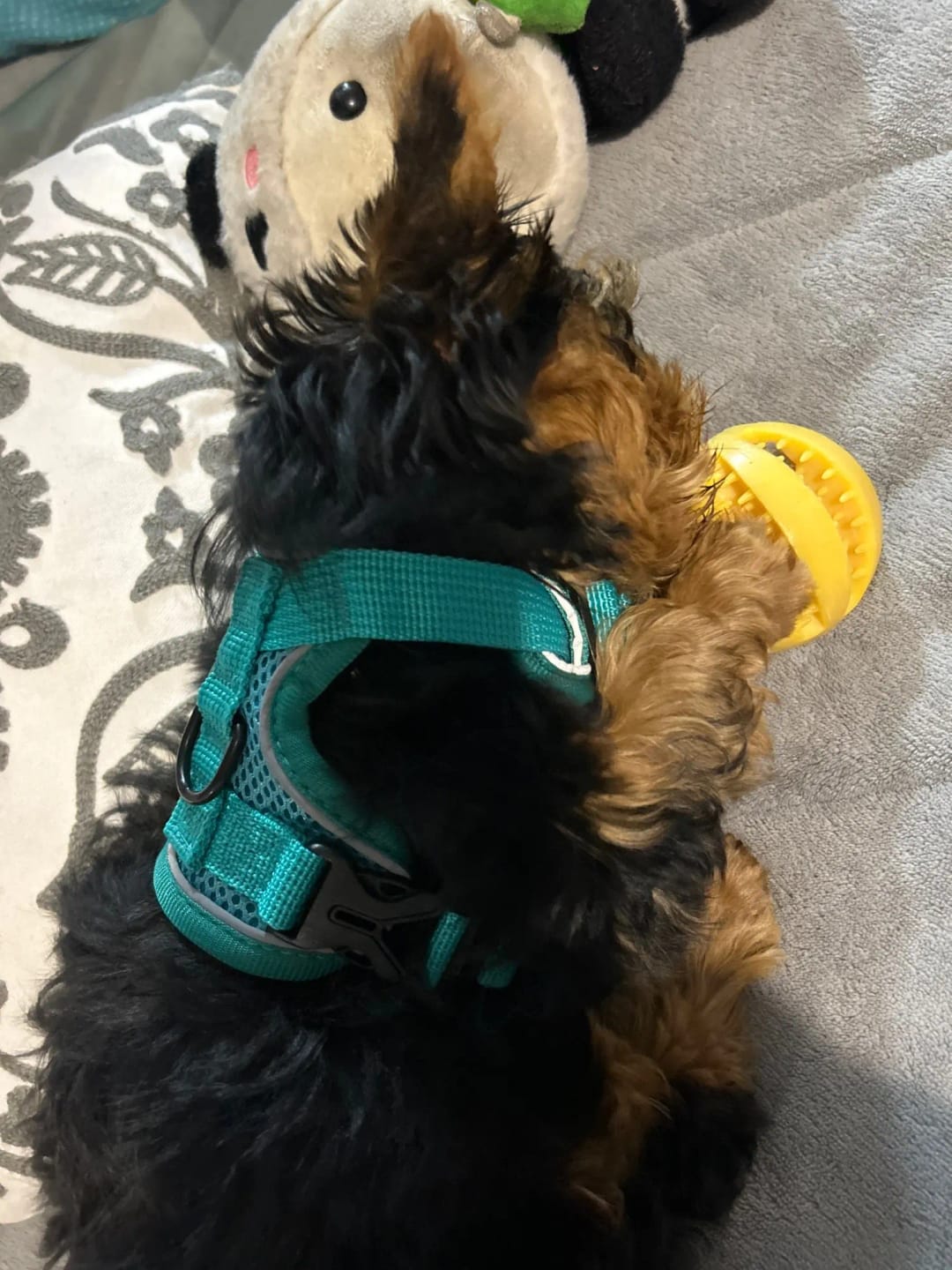 Customer photo review of Harness and Leash Set for Small Dog and Cat