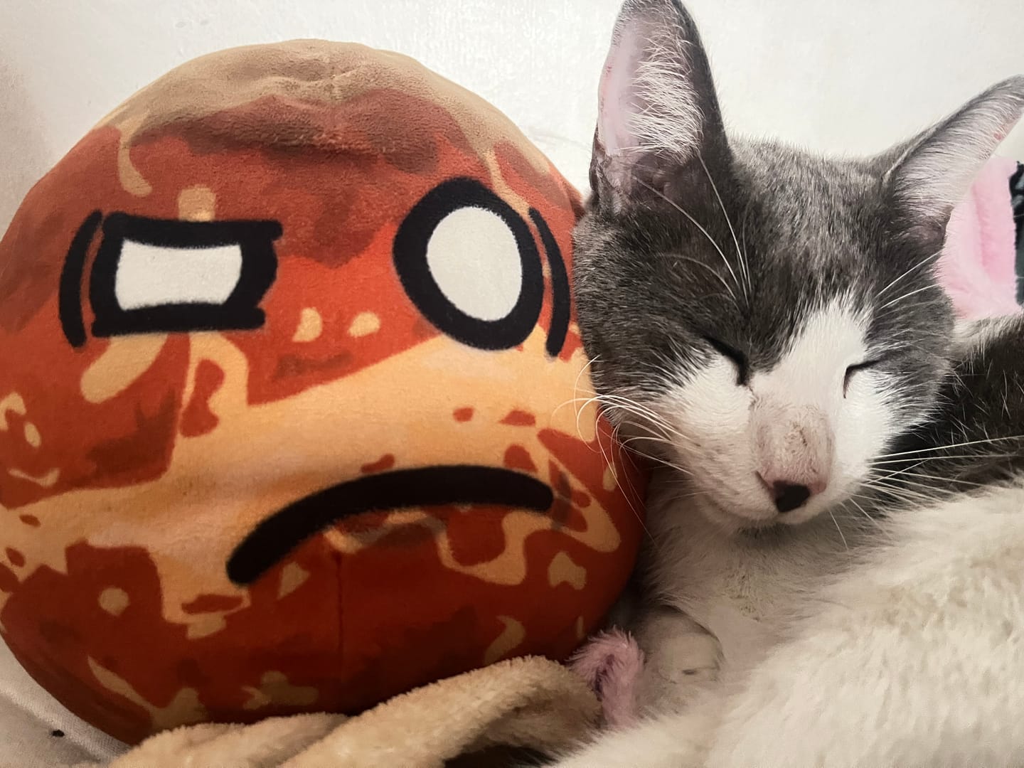 Customer photo review of The SolarBalls Venus Plush