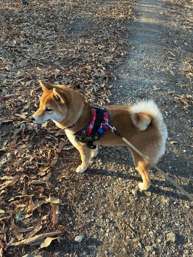 Customer photo review of FunFunPet 高機能ハーネス（お名前タグ作成サービス付き）