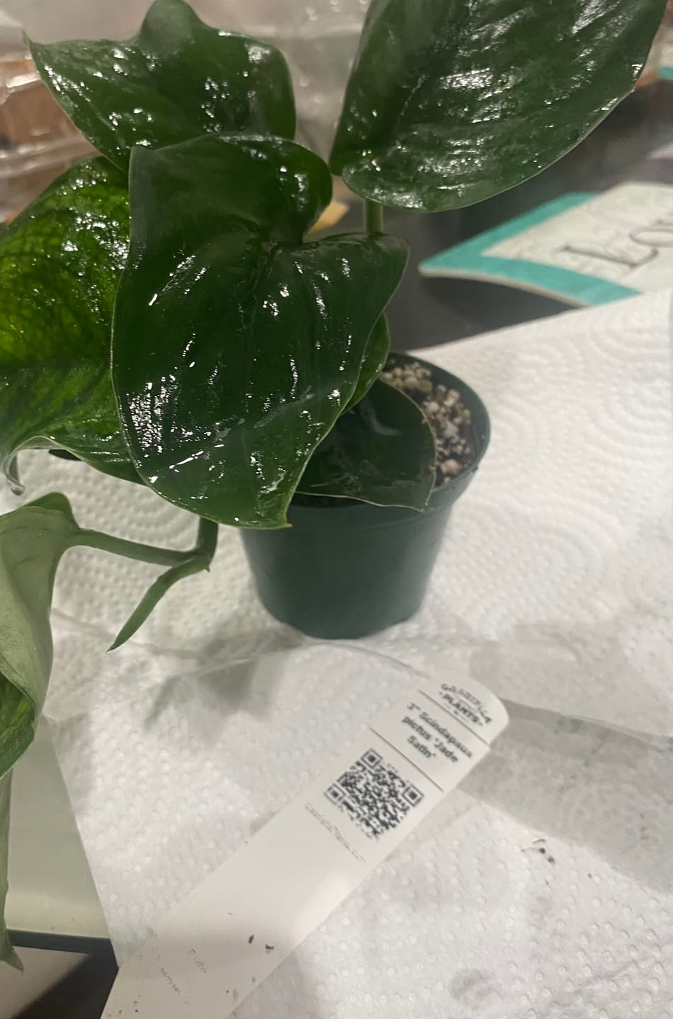 Customer photo review of Hoya quinquenervia