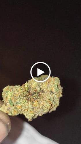 Customer video review of Miracle Alien Cookies (CALI) THCA Flower