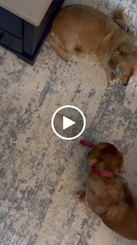 Customer video review of Banana Yak Chews