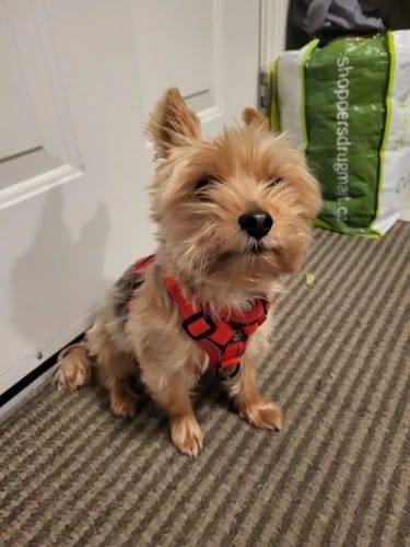 Customer photo review of Harness and Leash Set for Small Dog and Cat