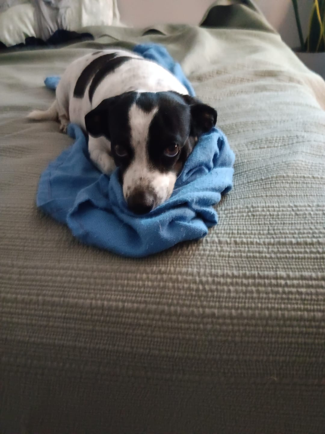 Customer photo review of Stick a Day Dogs | Chicken Flavor | Specially Formulated 7-in-1 Functions Daily Real Meat Snacks for Dogs | Healthy Tasty Treat & Pet Vitamins & Supplements Combination (Pack of 28 Sticks)