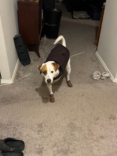 Customer photo review of WagWellie® Single