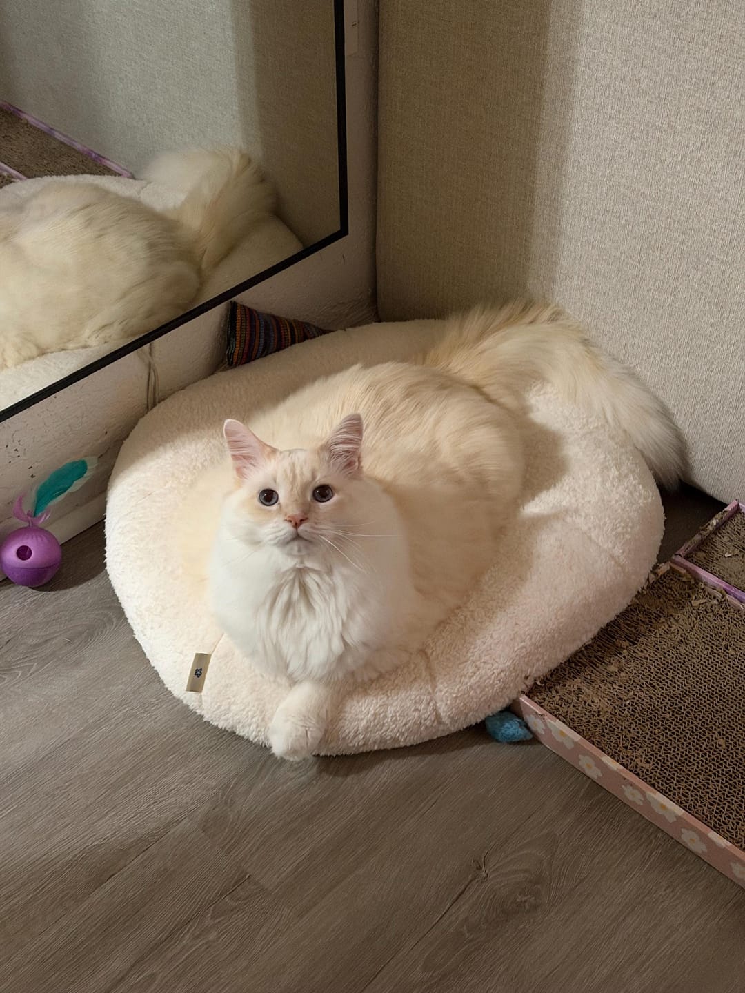 Customer photo review of Marshmallow Pudding Bed