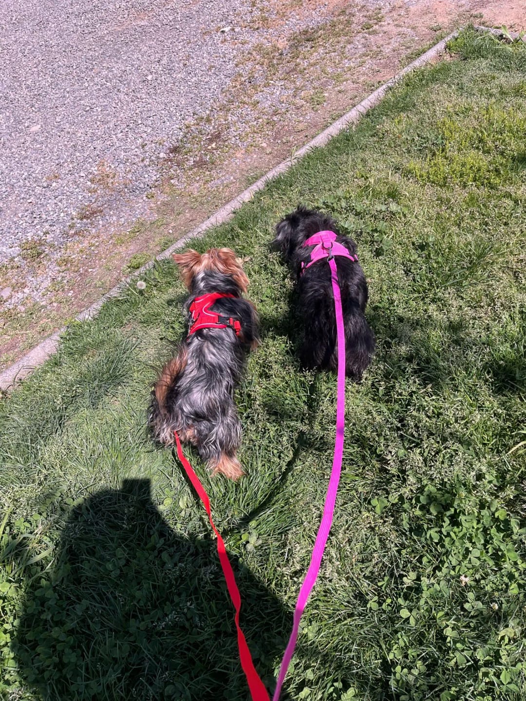 Customer photo review of Harness and Leash Set for Small Dog and Cat