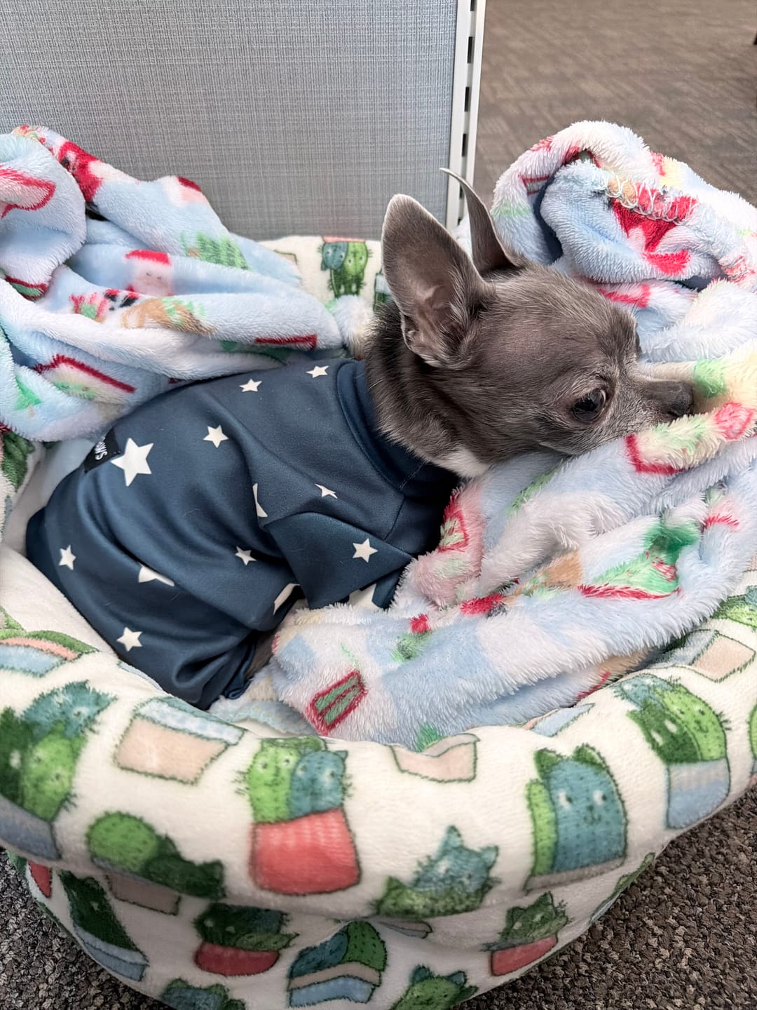 Customer photo review of Dog Pajama - Stars
