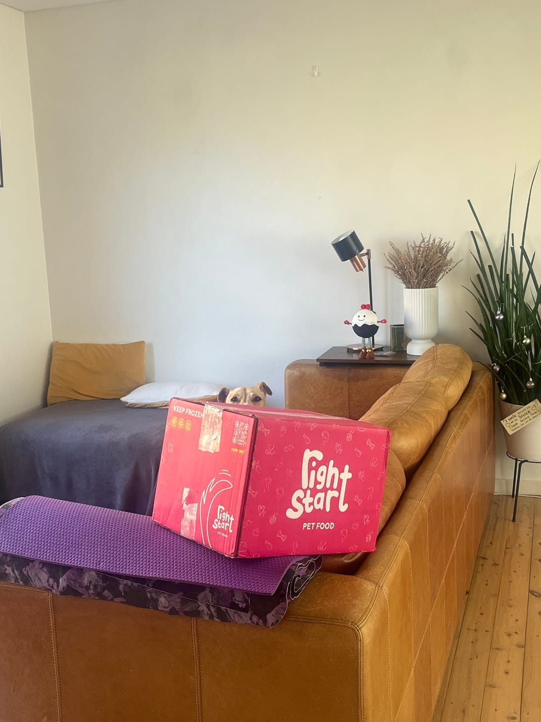 Customer photo review of Beef for Dogs