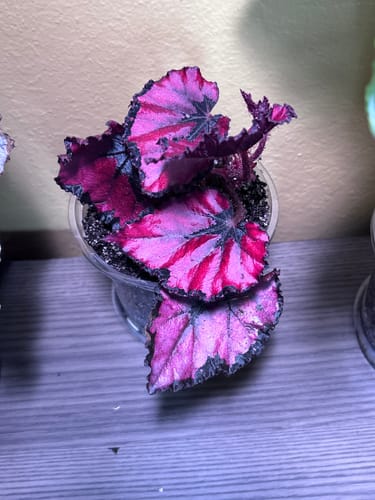 Customer's Begonia rex 'Harmony's Red Robin' plant showing its striking pink and dark patterned leaves in a clear pot.