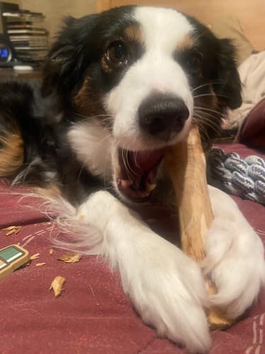 Customer photo review of Mystery Box - Dog