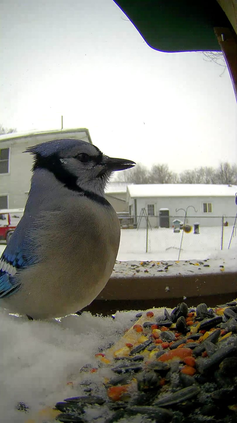 Customer photo review of Birdfy Feeder Wood - Wooden Smart Bird Feeder with Camera