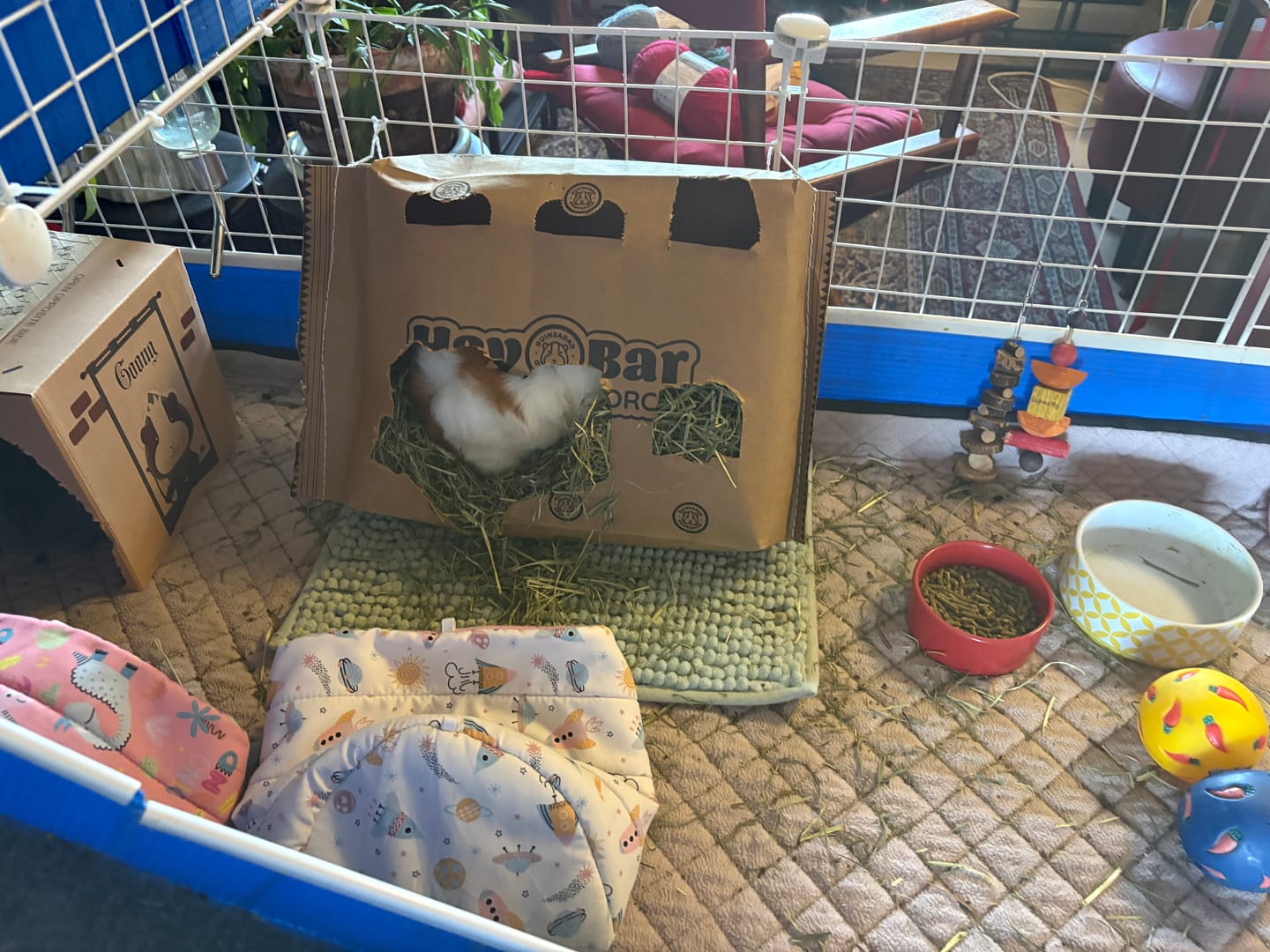 Customer photo review of GuineaDad Timothy Hay Bar for Guinea Pigs (5 Pack)
