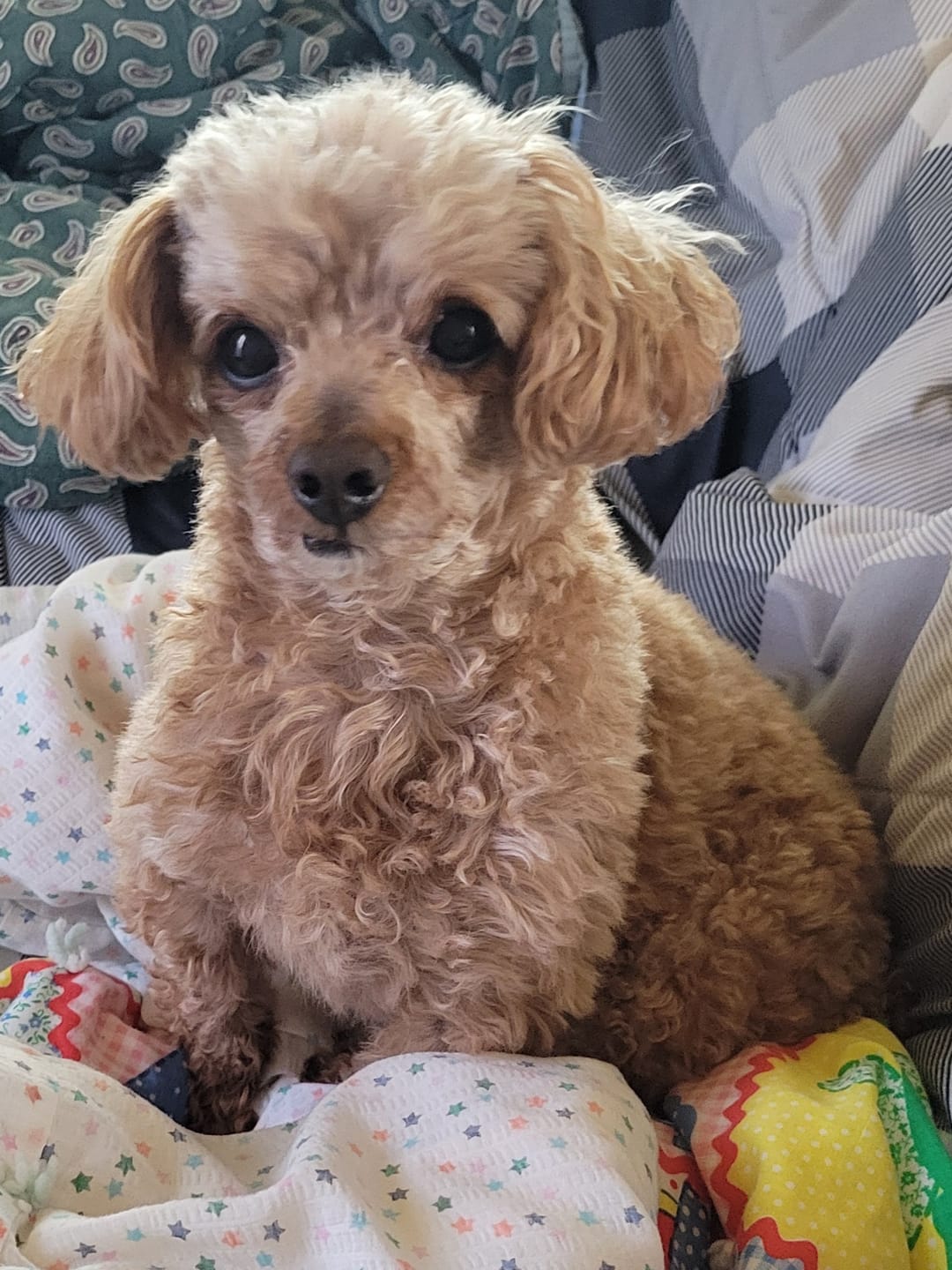 Customer photo review of PB & Bacon Biscuits