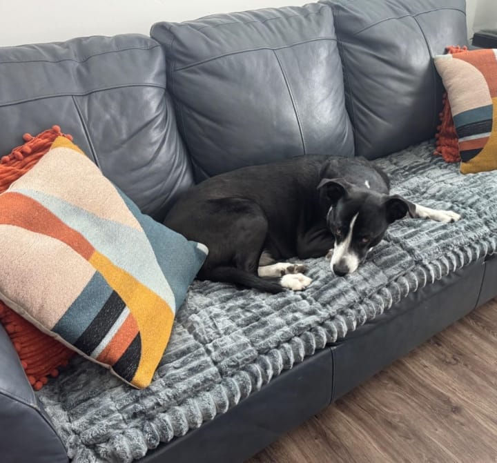 Customer photo review of LuxeLounge™ Couch Cover - Premium Protection Dogs Love