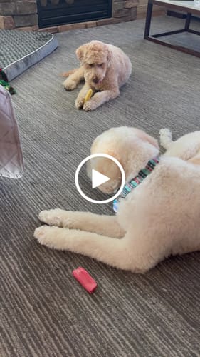 Customer video review of Strawberry Yak Chews