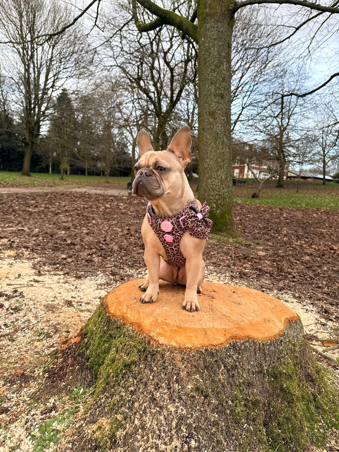 Customer photo review of Tough Trails™ Harness -  Leopard Print