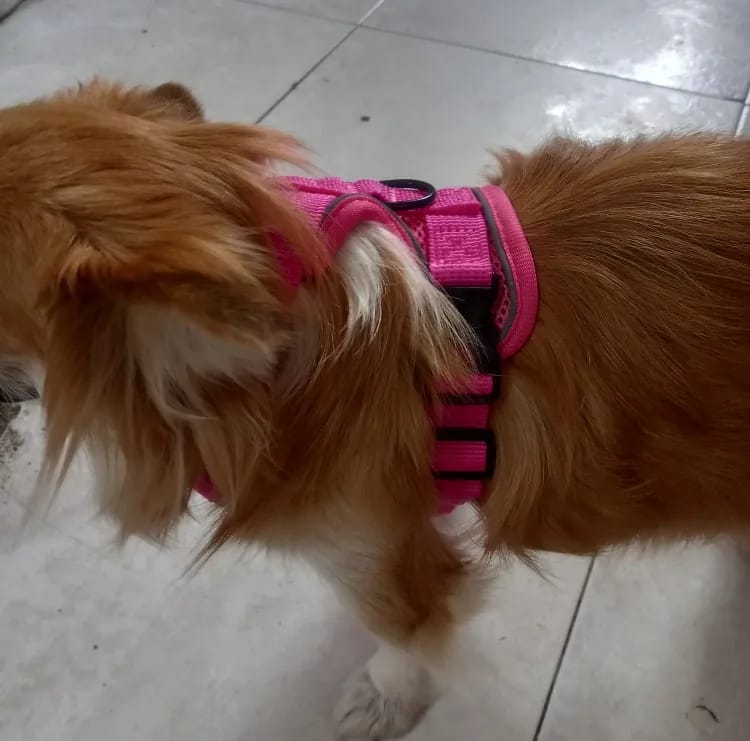 Customer photo review of Harness and Leash Set for Small Dog and Cat