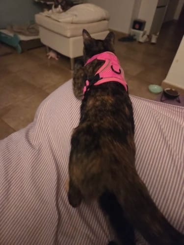 Customer photo review of Harness and Leash Set for Small Dog and Cat